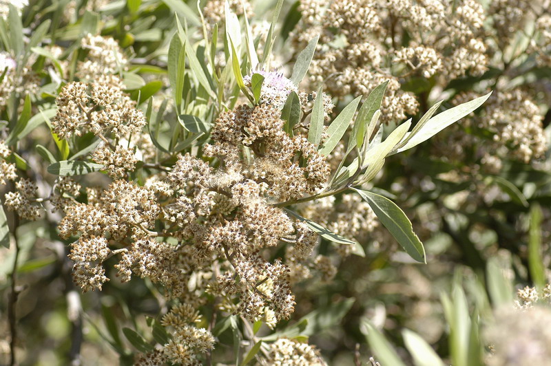 Aliso de rio | Aves Argentinas