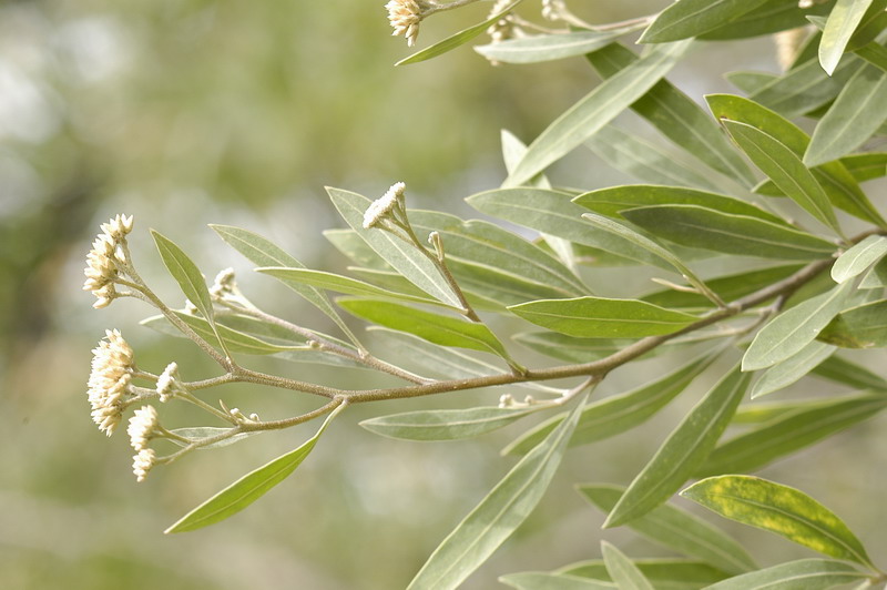 Aliso de rio | Aves Argentinas