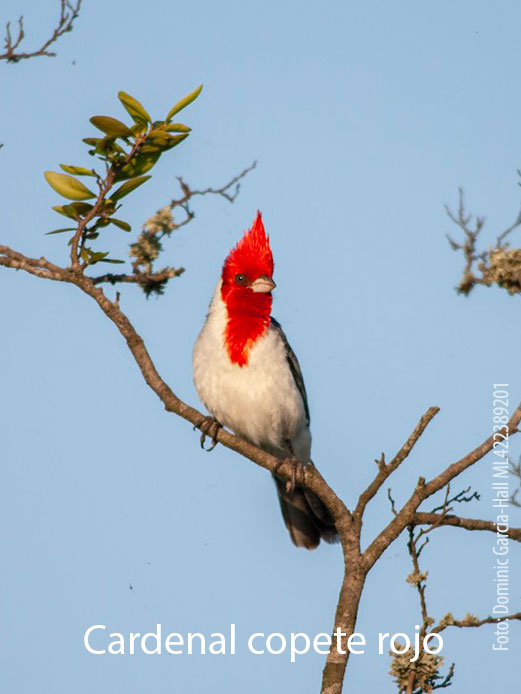 Cardenal-copete-rojo_0.jpg