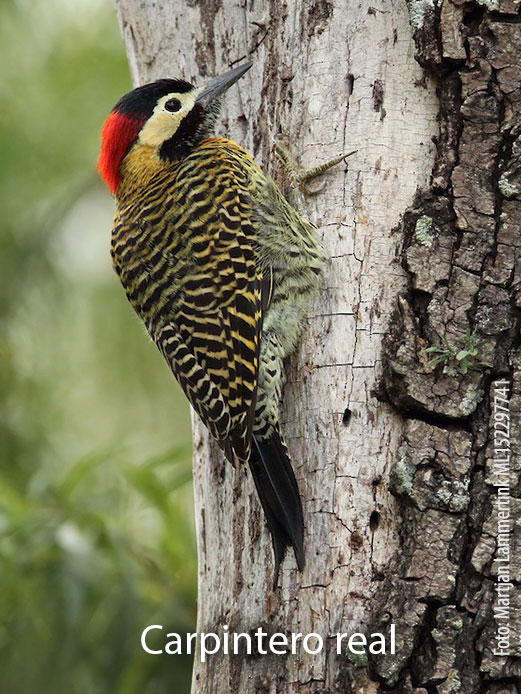Carpintero_4.jpg