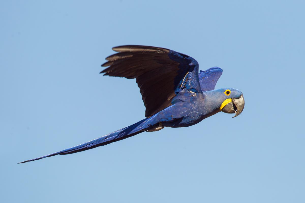 Guacamayo Azul _ Anodorhynchus hyacintinus(1).jpg
