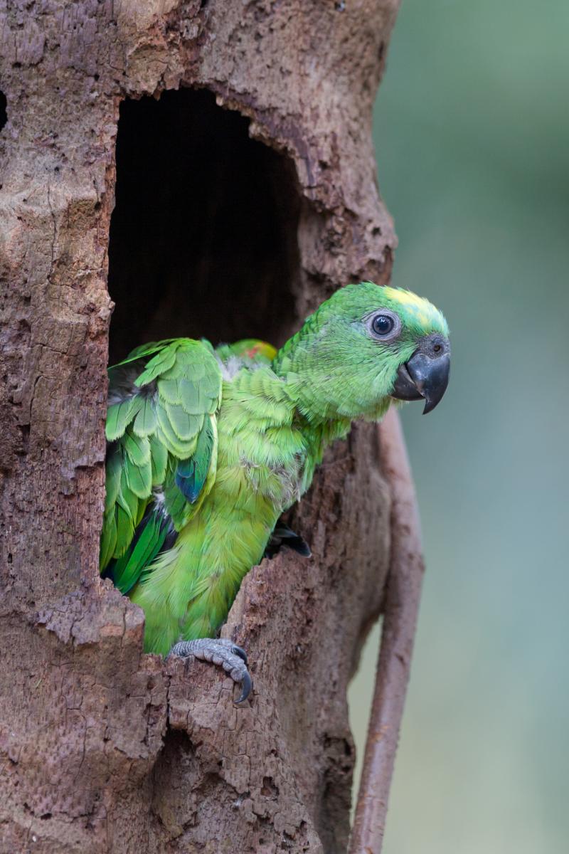 Loro Hablador_ Amazona aestiva_1.jpg