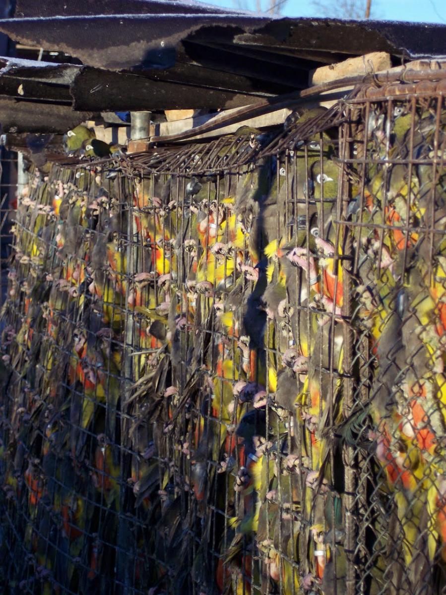 Loros Barranqueros-Cyanoliseus patagonus.jpg