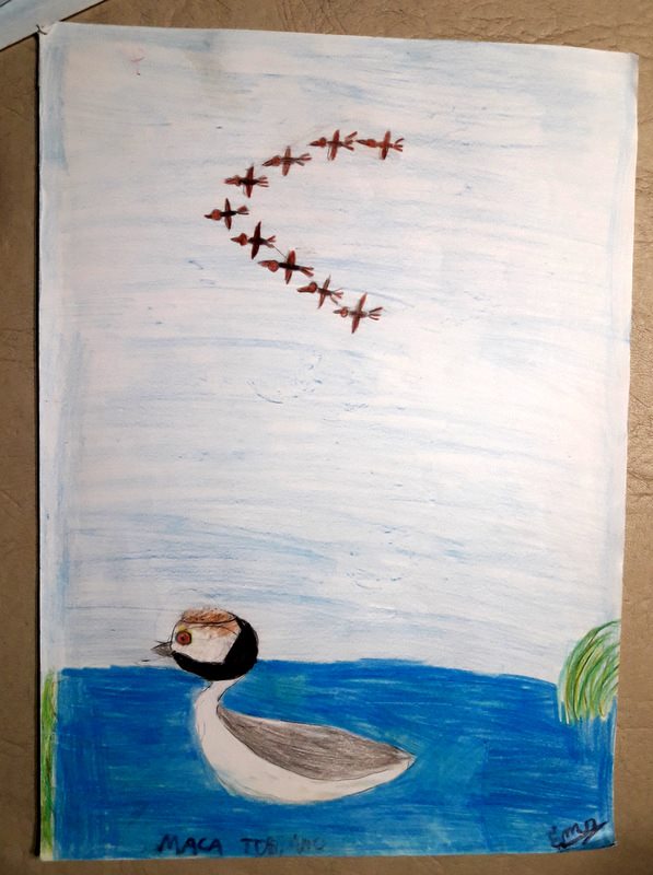 ema maca tobiano, loberia.jpg