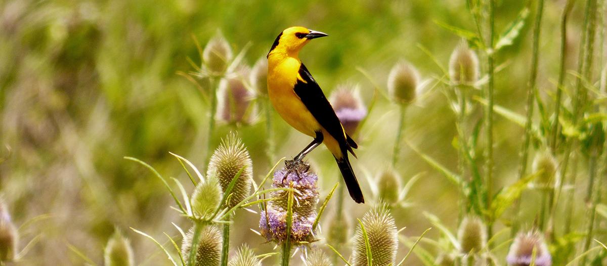 i10304-tordo-amarillo_0 (1).jpg