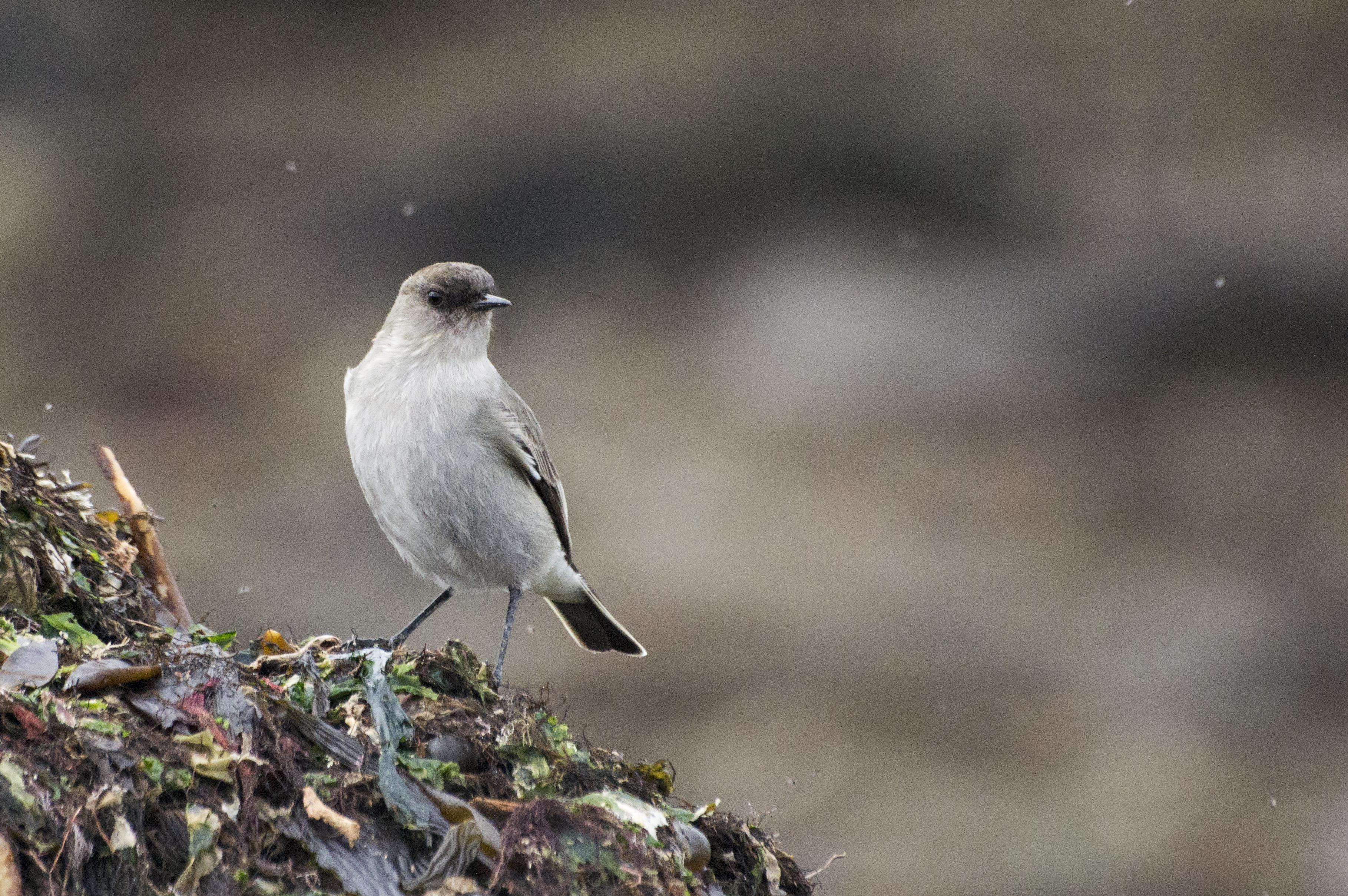 Foto: Juan José Bonanno