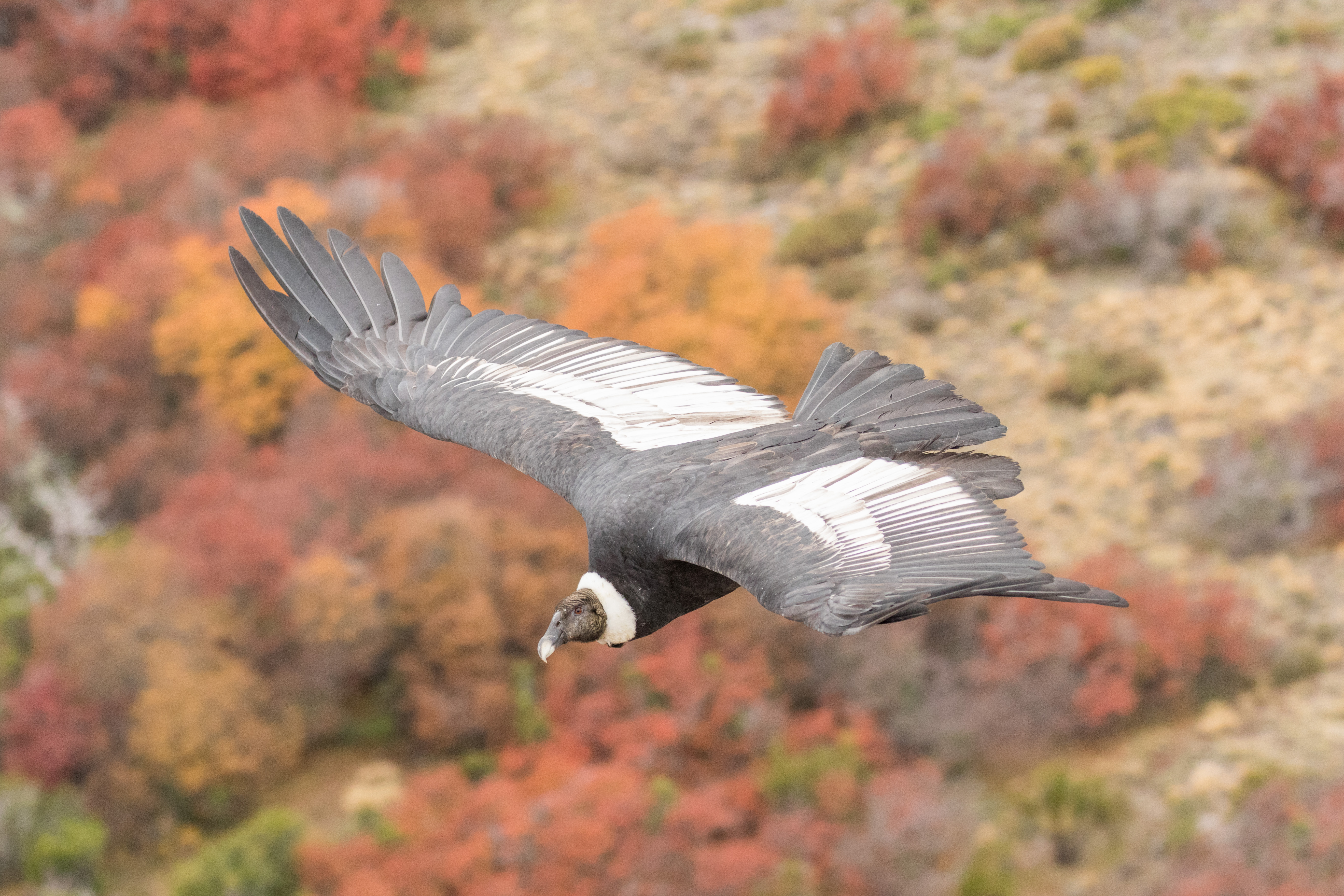 Foto: Gonzalo Ignazi