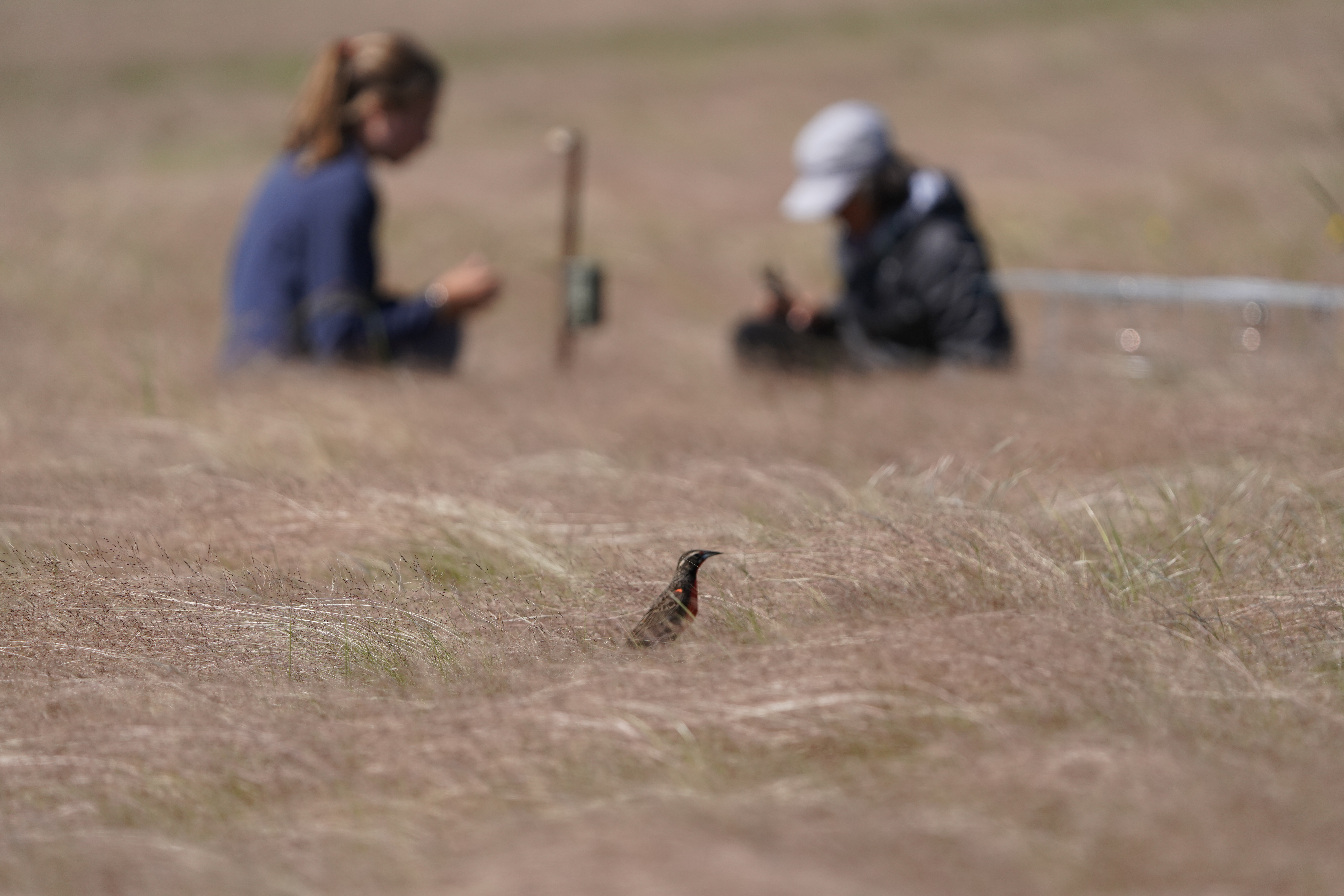 Fotografía: Alianza del Pastizal
