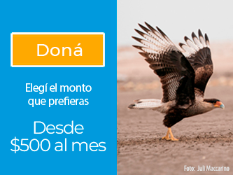 https://donaronline.org/aves-argentinas/sumate-como-donante-a-aves-argentinas