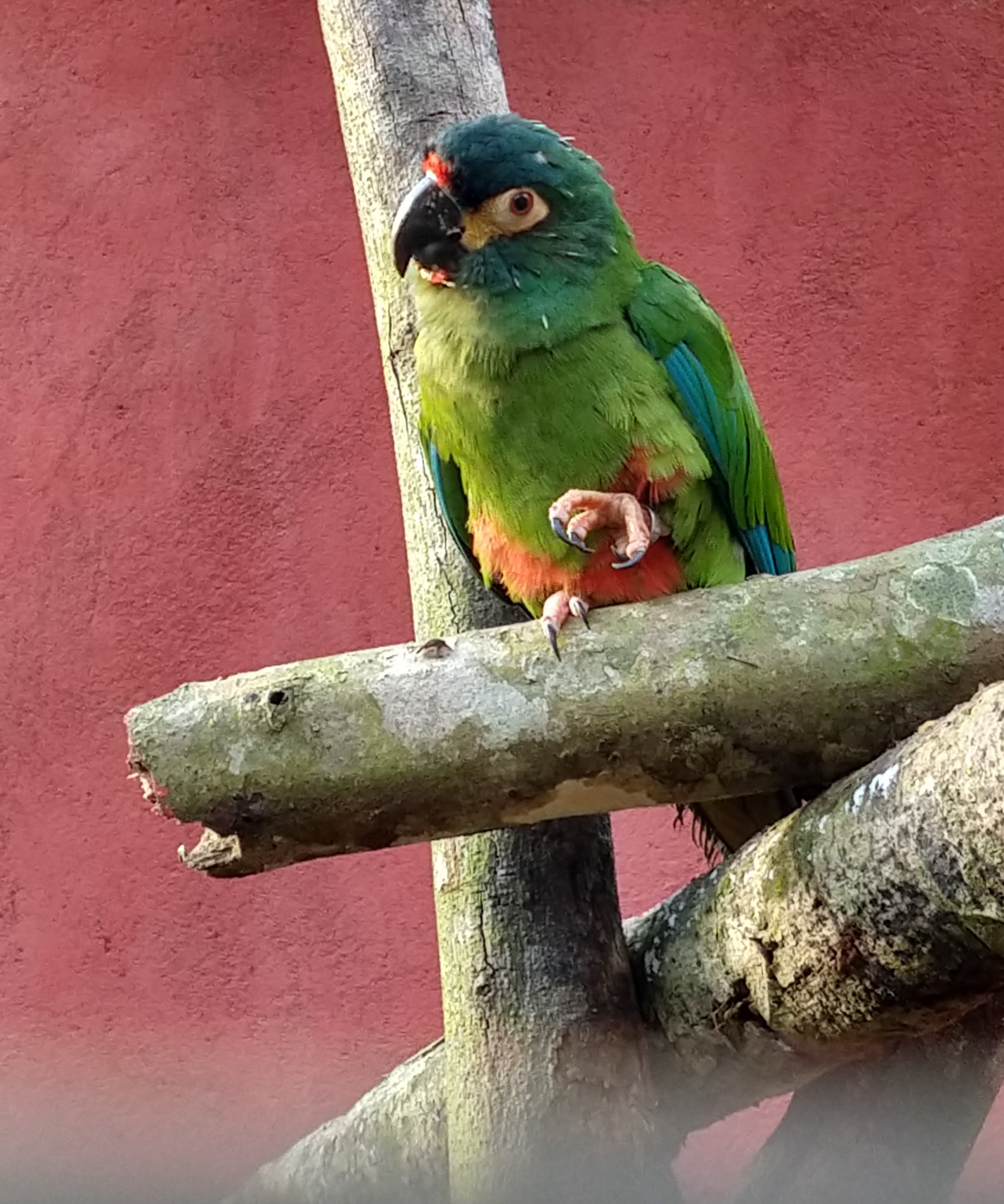 Pionero en el Centro de Manejo de Especies