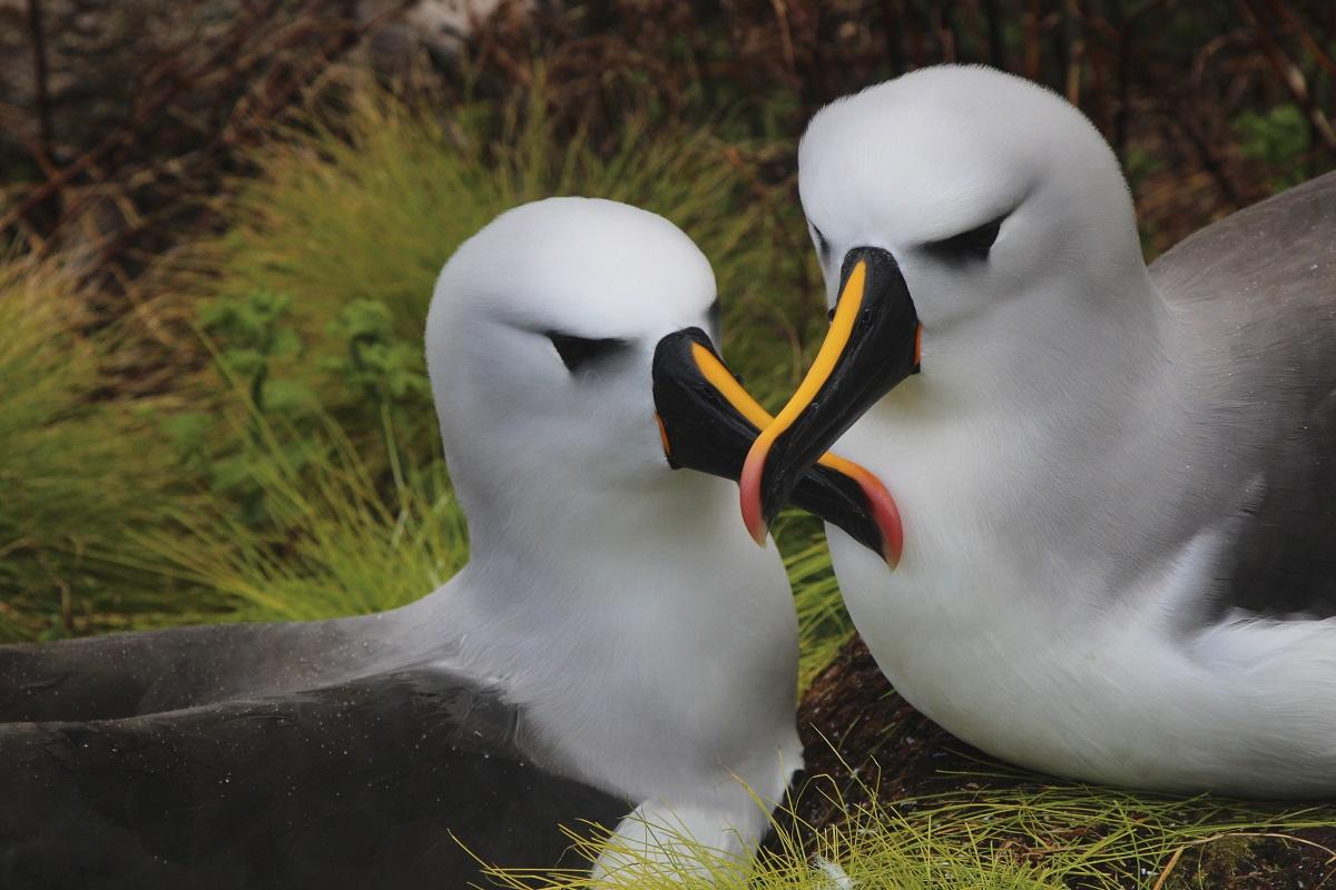 Un equipo de investigadores examinó 192 aves marinas y encontraron plásticos «de un solo uso» (©RSPB).