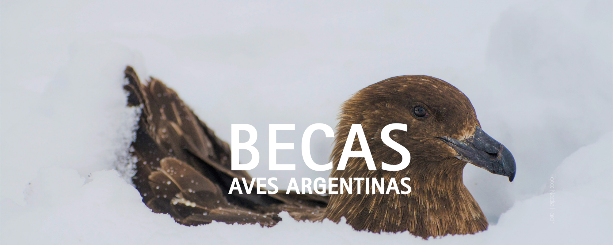 Becas Aves Argentinas edición 2026