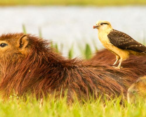 Créditos: Sebastián Navajas