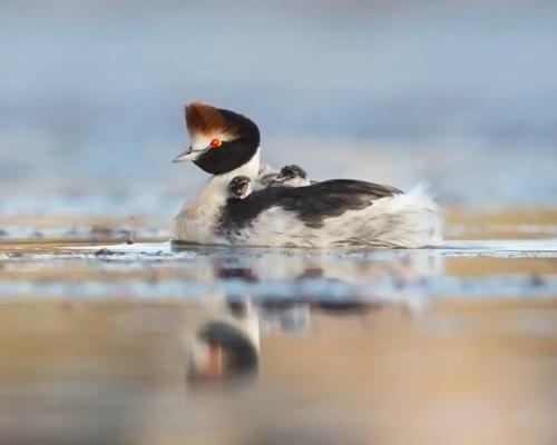 Macá tobiano (Foto: Hernán Povedano)