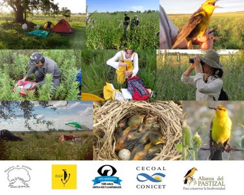 Voluntariado: Proyecto Tordo Amarillo