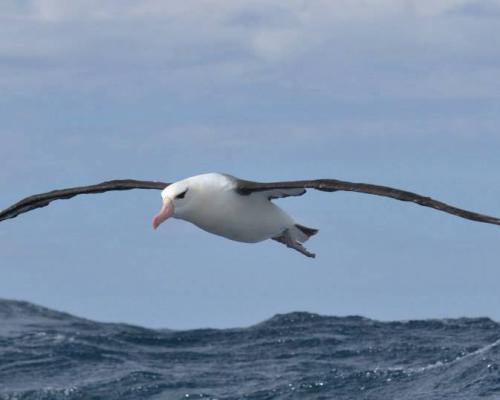 Albatros ceja negra. Una de las especies más afectadas por la pesca.