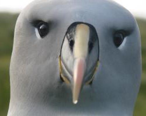 <p>Foto: Cristian Suazo</p>