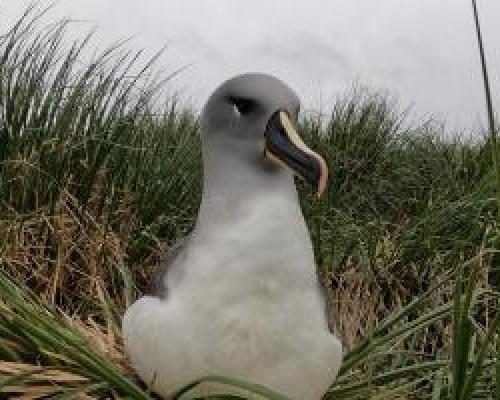 Foto: Cristian Suazo