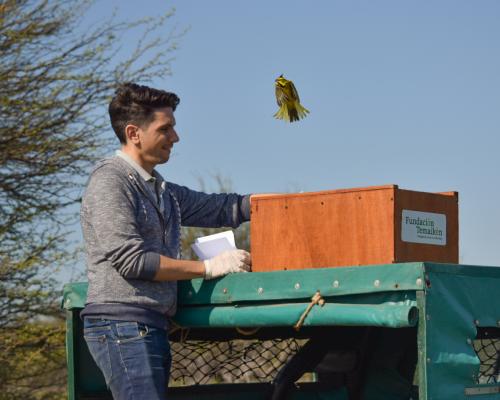Alianza Cardenal Amarillo