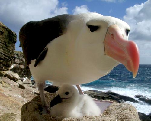 Día Mundial de los Albatros