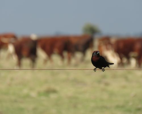Fotografía: Alianza del Pastizal