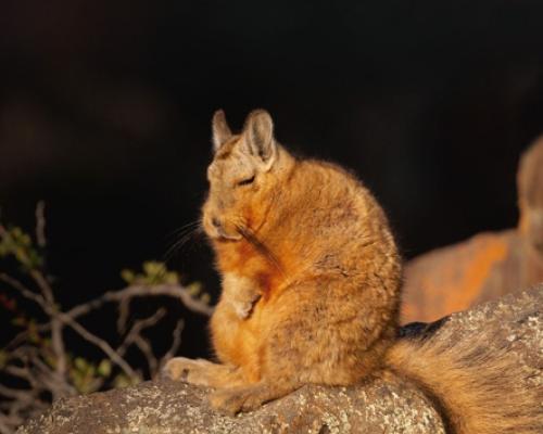 Chinchillón anaranjado