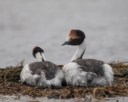Fotografía: Gonzalo Pardo