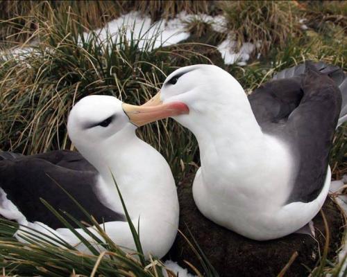  Pareja para toda la vida
