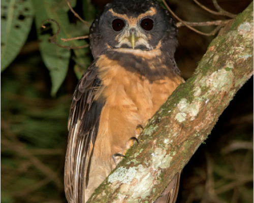 Revista Nuestras Aves N° 65