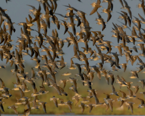 Aves Argentinas N° 59