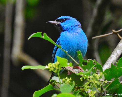 Foto: Damián Lozano