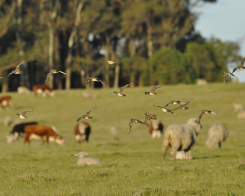 Alianza del Pastizal
