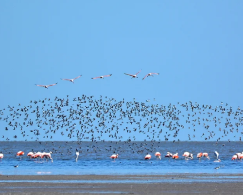 Leonardo DiCaprio apoyó la creación de un nuevo parque nacional en Argentina