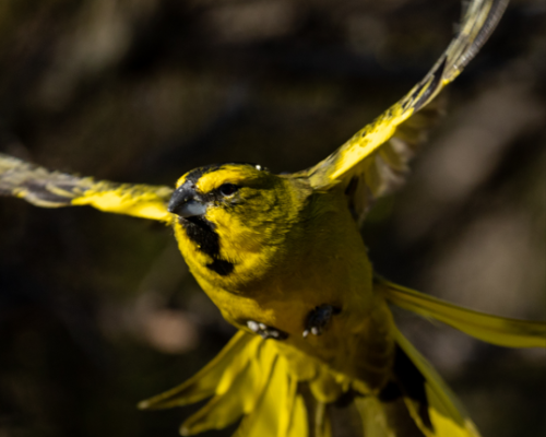 Foto: Alianza Cardenal Amarillo PBA
