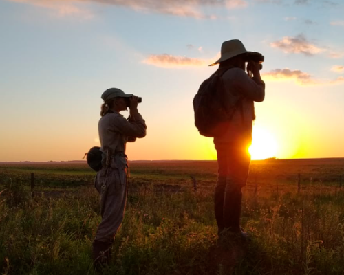 Voluntariado Tordo Amarillo 