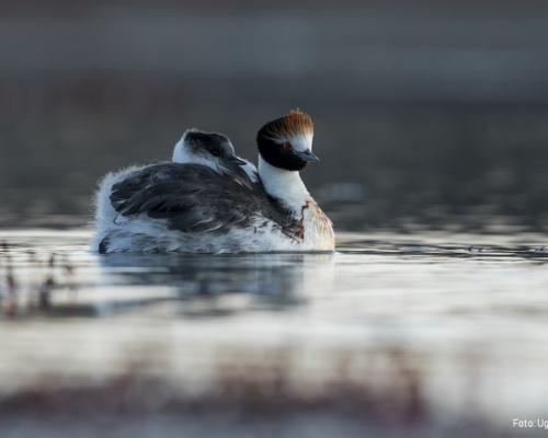 Proyecto Macá Tobiano.