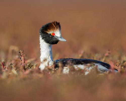 Convocatoria Proyecto Macá Tobiano y Programa Patagonia