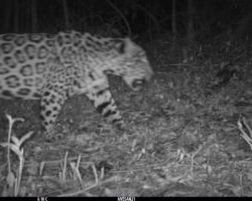 Un tigre en El Puente Verde