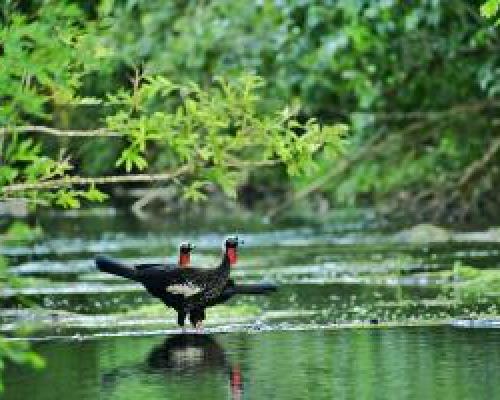  Yacutinga - Uruzú - Damián Lozano 