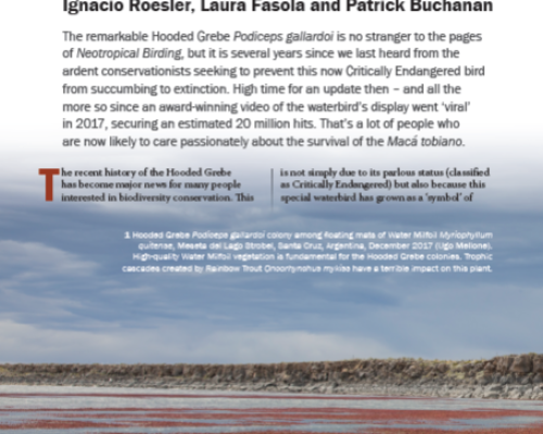 Historia de la conservación del macá tobiano