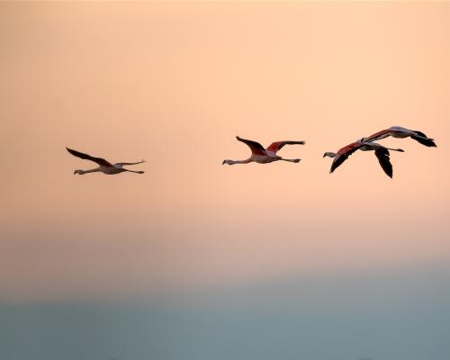 Parque Nacional Ansenuza 