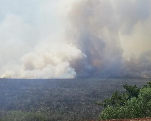 Fotografía: Proyecto Tordo Amarillo