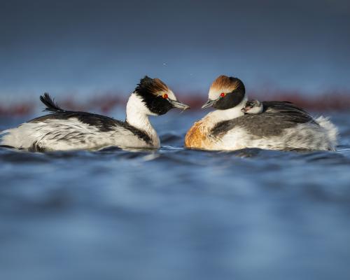 Fotografía: Hugo Mellone