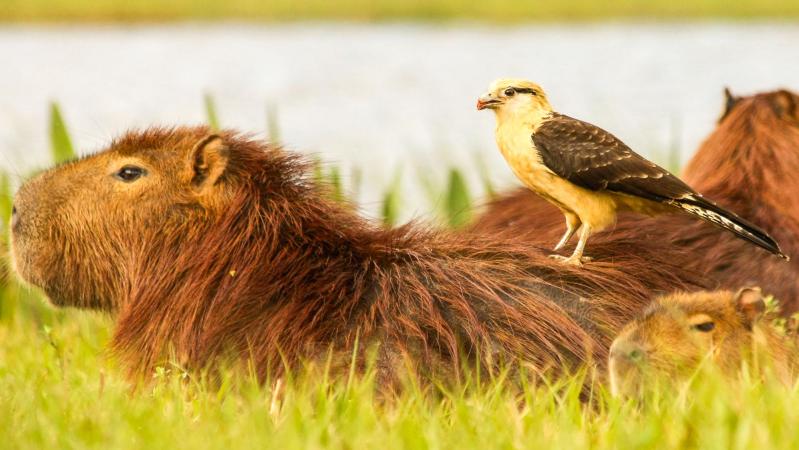 Créditos: Sebastián Navajas