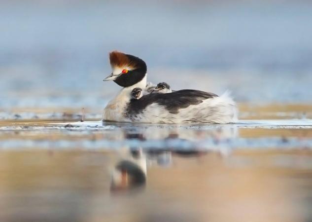 Macá tobiano (Foto: Hernán Povedano)