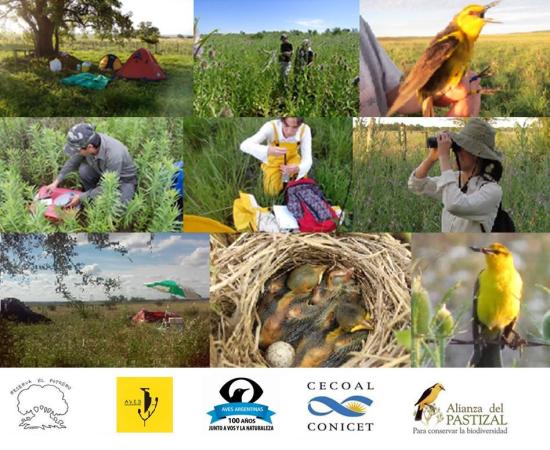 Voluntariado: Proyecto Tordo Amarillo