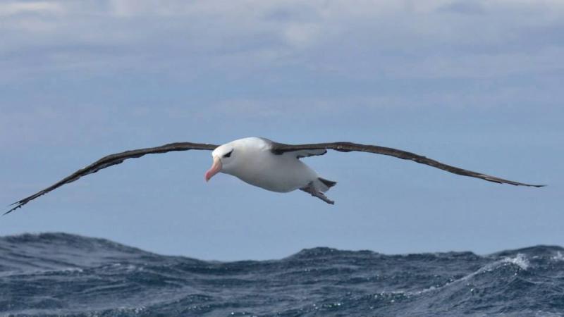 Albatros ceja negra. Una de las especies más afectadas por la pesca.
