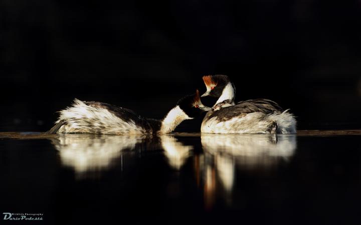 Foto: Darío Podestá