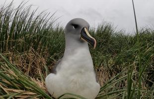 Foto: Cristian Suazo