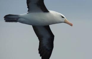 Concurso de Dibujo y Pintura